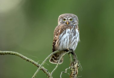 Avrasya pigme baykuşu (Glaucidium passerinum )