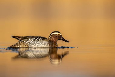 Garganey kuşu (Spatula querquedula) - erkek