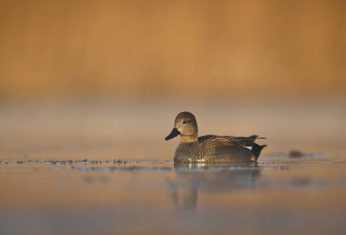 Gadwall kuşu (mareca strepera) - erkek