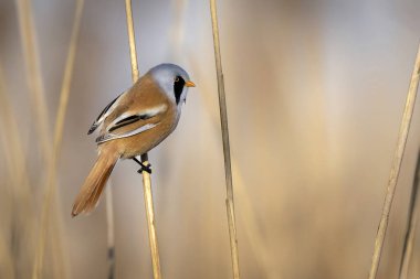 Bearded tit male ( Panurus biarmicus )
