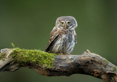 Avrasya pigme baykuşu (Glaucidium passerinum )