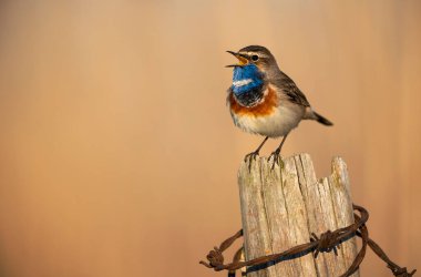 Bluethroat kuşu kapat (Luscinia svecica )