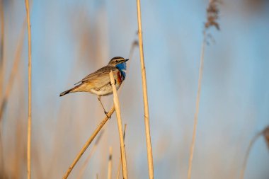 Bluethroat kuşu kapat (Luscinia svecica )
