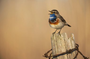 Bluethroat kuşu kapat (Luscinia svecica )