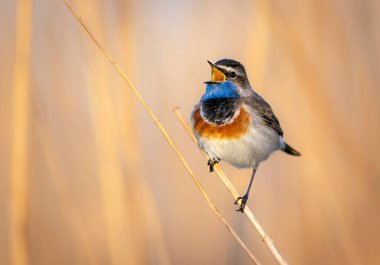 Bluethroat kuşu kapat (Luscinia svecica )