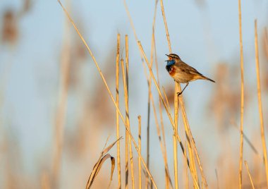 Bluethroat kuşu kapat (Luscinia svecica )