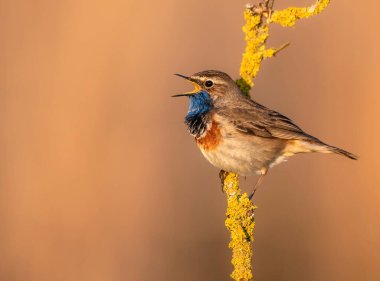 Bluethroat kuşu kapat (Luscinia svecica )