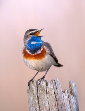 Bluethroat kuşu kapat (Luscinia svecica )