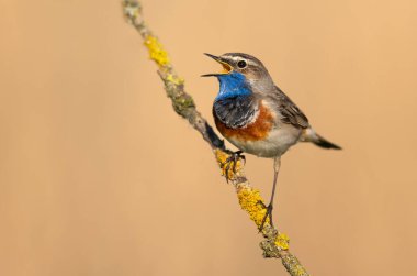 Bluethroat kuşu kapat (Luscinia svecica )