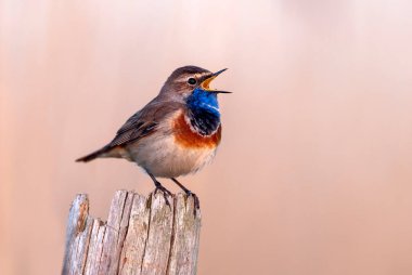 Bluethroat kuşu kapat (Luscinia svecica )