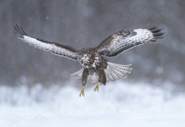 Yaygın akbaba kuşu (Buteo buteo )
