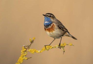 Bluethroat kuşu kapat (Luscinia svecica )