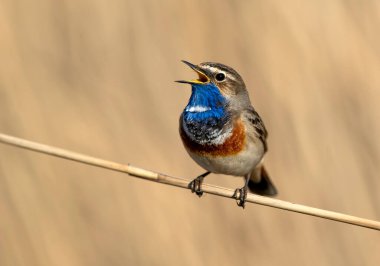 Bluethroat kuşu kapat (Luscinia svecica )