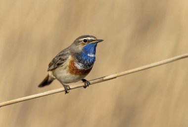 Bluethroat kuşu kapat (Luscinia svecica )