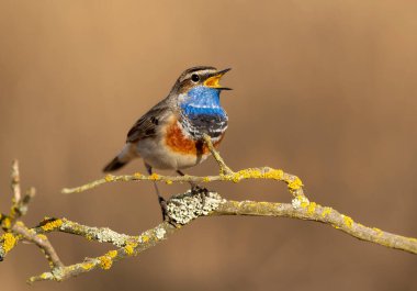 Bluethroat kuşu kapat (Luscinia svecica )