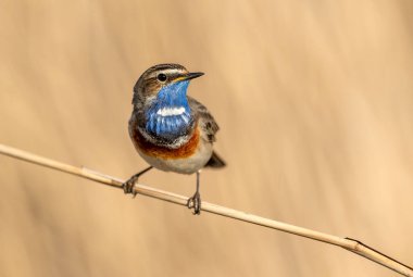 Bluethroat kuşu kapat (Luscinia svecica )