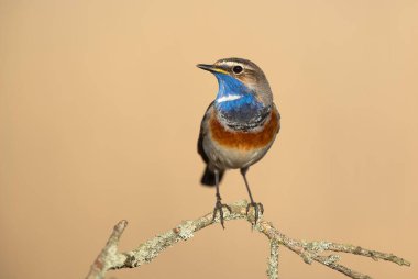 Bluethroat kuşu kapat (Luscinia svecica )
