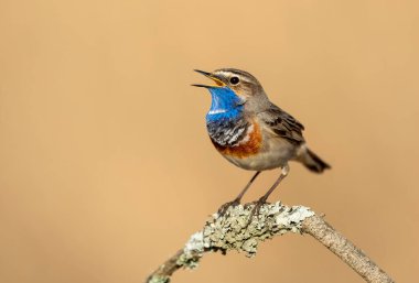 Bluethroat kuşu kapat (Luscinia svecica )