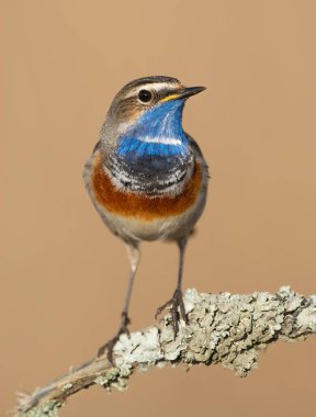 Bluethroat kuşu kapat (Luscinia svecica )