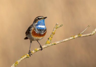 Bluethroat kuşu kapat (Luscinia svecica )