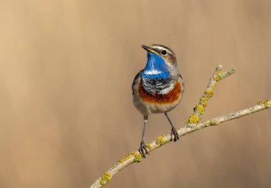 Bluethroat kuşu kapat (Luscinia svecica )