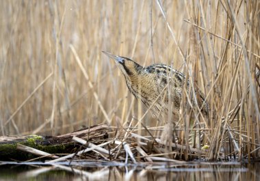 Büyük bittern kuşu (Botaurus yıldızları) yakın çekim