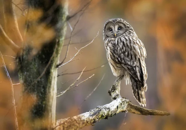 Κουκουβάγια Strix Uralensis Close — Φωτογραφία Αρχείου