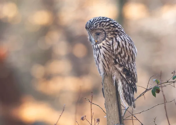 Ural Owl Strix Uralensis Close — Stock fotografie