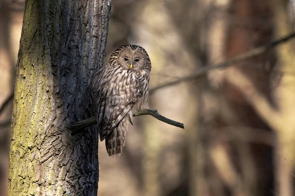 Ural Owl Strix Uralensis Close — Stock Photo, Image