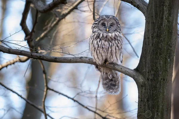 Ural Owl Strix Uralensis Close — Stock fotografie