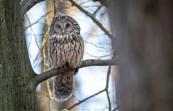 Sowa Uralna Strix Uralensis Zbliżenie — Zdjęcie stockowe