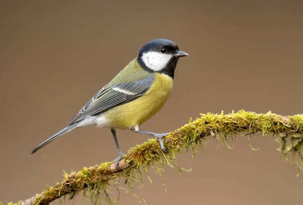 Great Tit Close Paerus Major — Fotografia de Stock