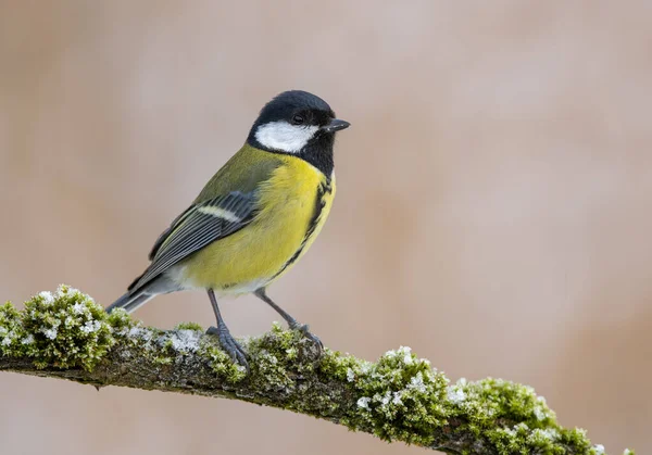 Great Tit Close Paerus Major — Stock Photo, Image