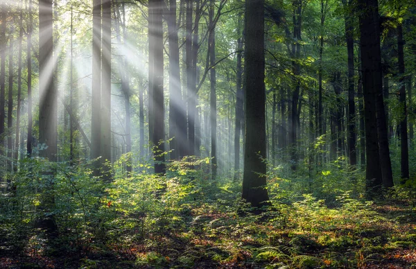 Belle Matinée Ensoleillée Dans Forêt Verte — Photo