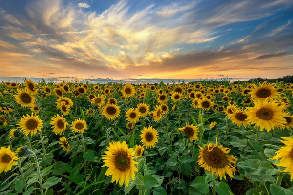 Beau Coucher Soleil Sur Champ Tournesols — Photo