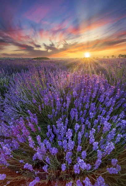 Красивый Пейзаж Заката Лаванды — стоковое фото