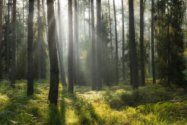 Beautiful Sunny Morning Green Forest — Photo