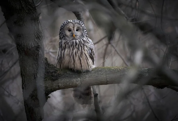 Sowa Uralna Strix Uralensis Zbliżenie — Zdjęcie stockowe