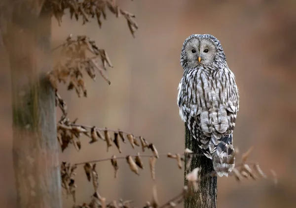 Уральная Сова Strix Uralensis — стоковое фото