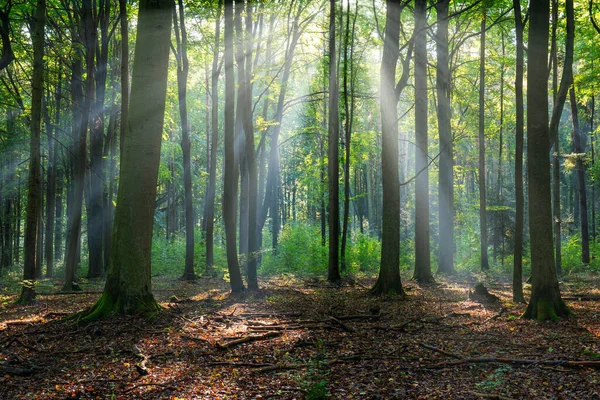 Beautiful Sunny Morning Green Forest — Fotografia de Stock