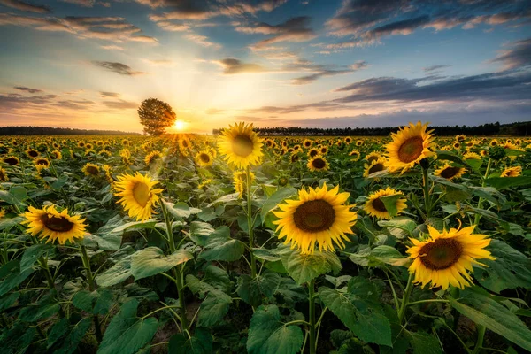 Beau Coucher Soleil Sur Champ Tournesols — Photo