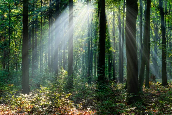 Beautiful Sunny Morning Green Forest — Stok fotoğraf