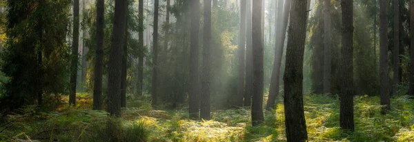 Beautiful Sunny Morning Green Forest — Stok fotoğraf
