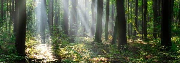 Beautiful Sunny Morning Green Forest — Photo