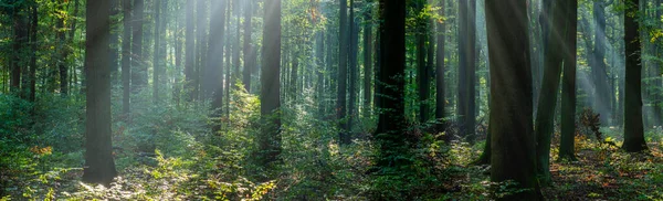 Beautiful sunny morning in the green forest