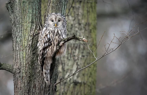 Уральная Сова Strix Uralensis — стоковое фото