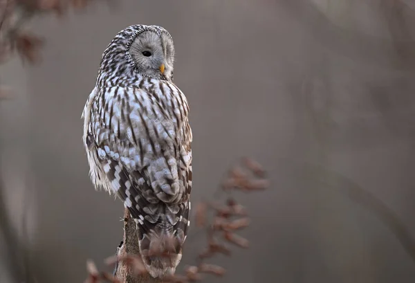 Уральська Сова Strix Uralensis Зблизька — стокове фото