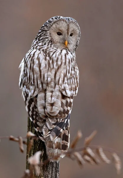 Ural Owl Strix Uralensis Close — Stock fotografie