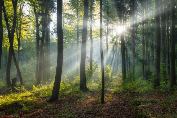 Bella Mattina Sole Nel Verde Della Foresta — Foto Stock