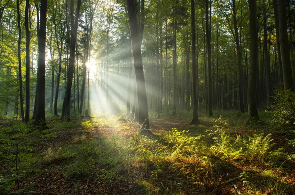 Yeşil ormanda güneşli güzel bir sabah
